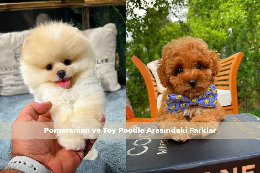 Pomeranian ve Toy Poodle Arasındaki Farklar: Hangisi Daha Uygun?