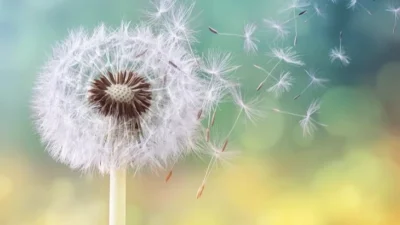 Sonbahar mevsiminin gelişiyle birlikte hava sıcaklıklarında ani düşüşler yaşanırken, alerji