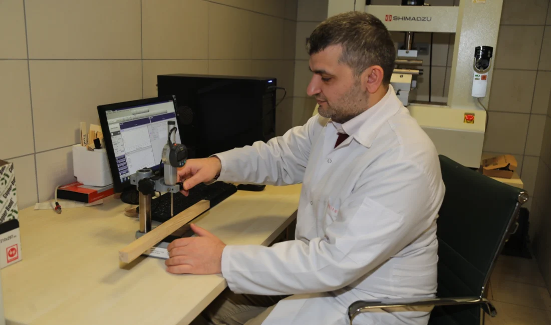 Bursa Teknik Üniversitesi (BTÜ) akademisyenleri, kavak, ladin, çam gibi hızlı