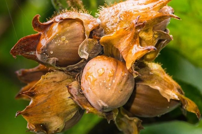 Bitkisel ürünlerde en yüksek yeterlilik derecesi yüzde 573,6 ile fındıkta