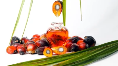 Oxford Üniversitesi baş araştırmacısı Hannah Ritchie, yakın zamanda yayımladığı araştırma