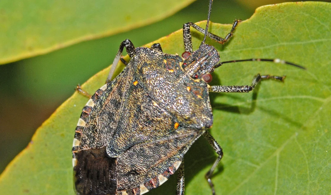 Sakarya Büyükşehir Belediye Başkanı Yusuf Alemdar, kahverengi kokarca zararlısının önlenmesi