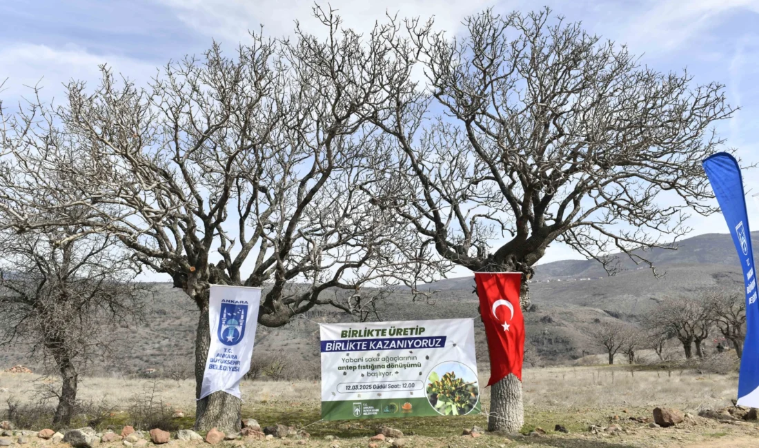 Ankara Büyükşehir Belediyesi, yabani sakız ağaçlarının antep fıstığına dönüşümü için
