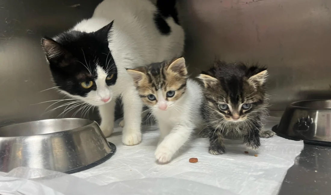 Bursa Büyükşehir Belediyesi Sokak Hayvanları Bakım ve Rehabilitasyon Merkezi, bayram