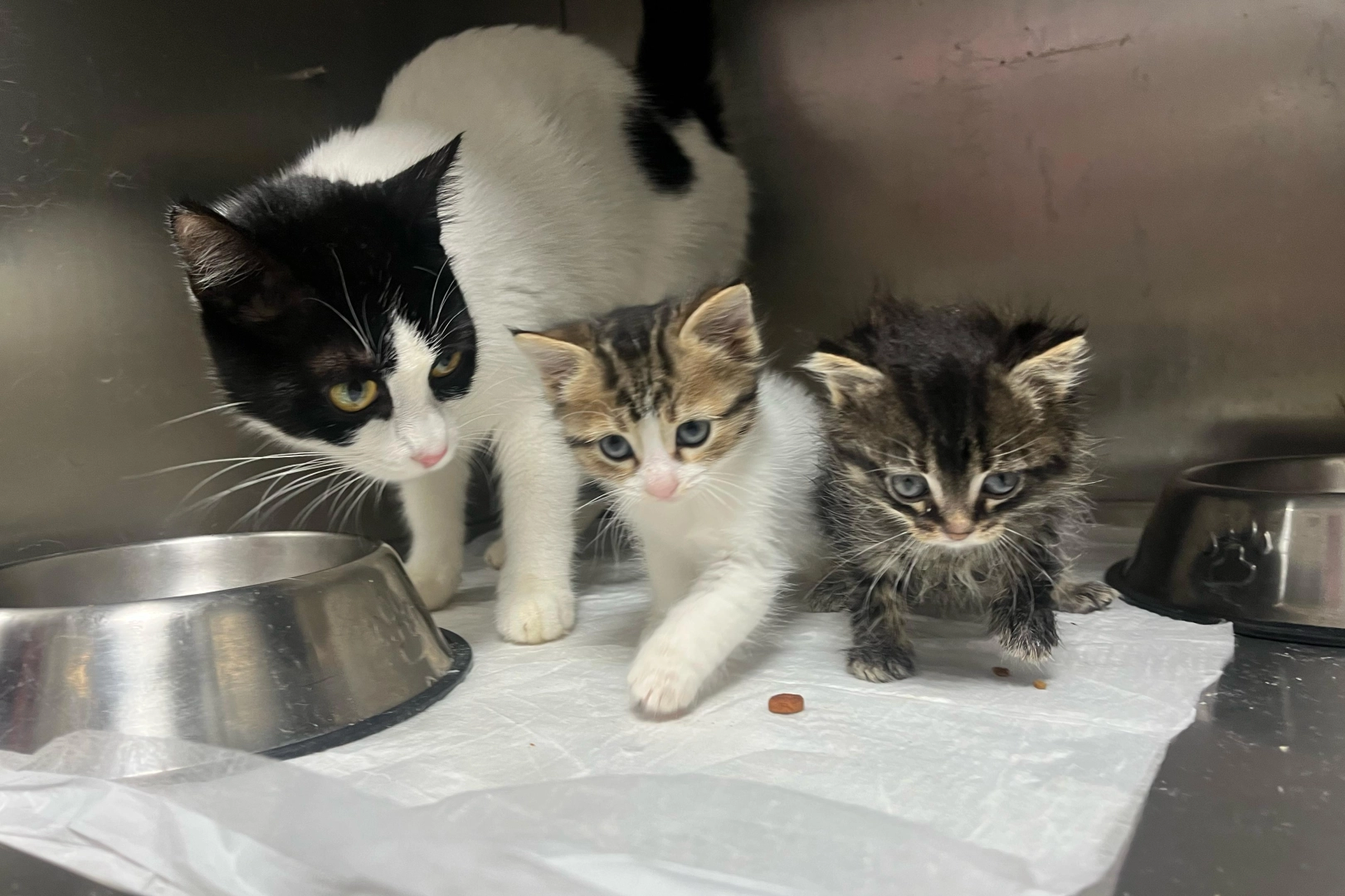 Bursa Büyükşehir Belediyesi Sokak Hayvanları Bakım ve Rehabilitasyon Merkezi, bayram