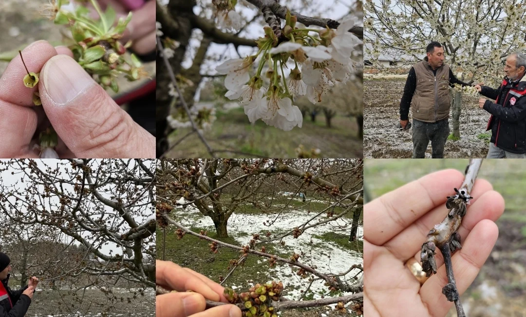 Bursa İl Tarım ve Orman Müdürlüğü, il genelinde etkili olan