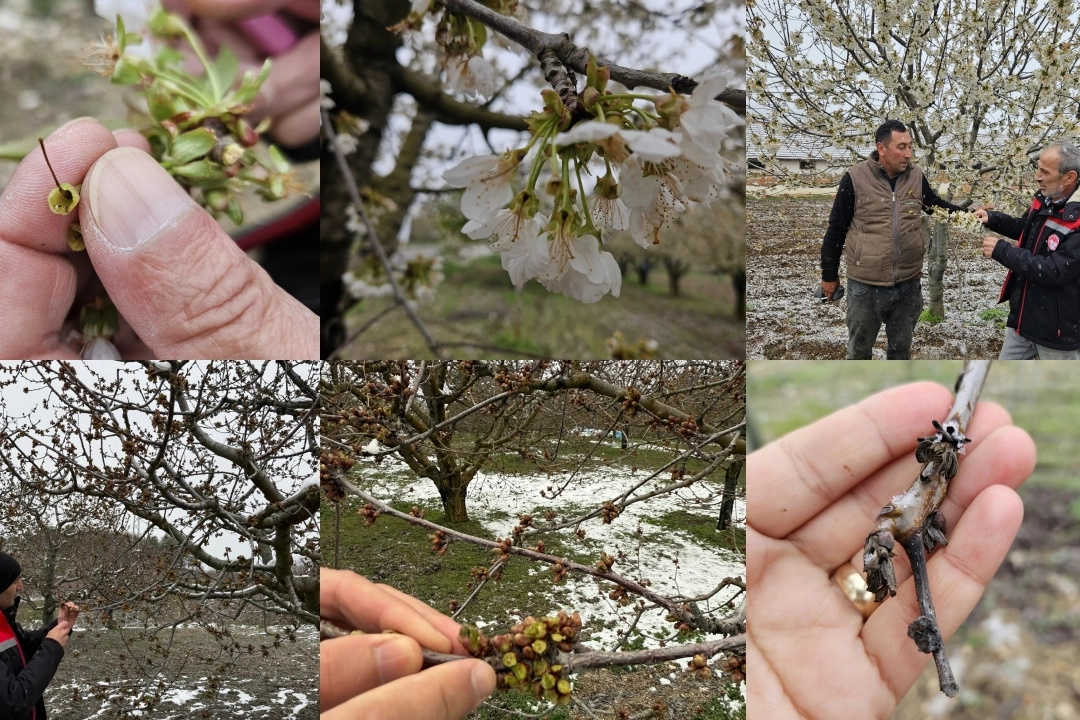 Bursa İl Tarım ve Orman Müdürlüğü, il genelinde etkili olan