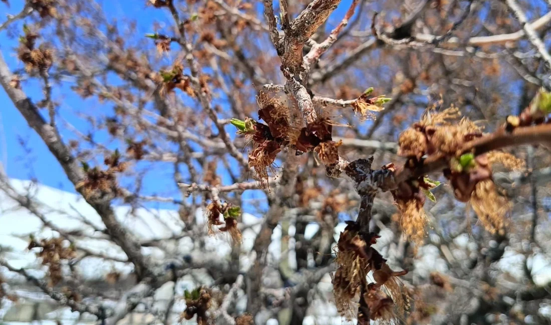 Sivas’ta son günlerde etkili olan kar yağışı ve soğuk hava,