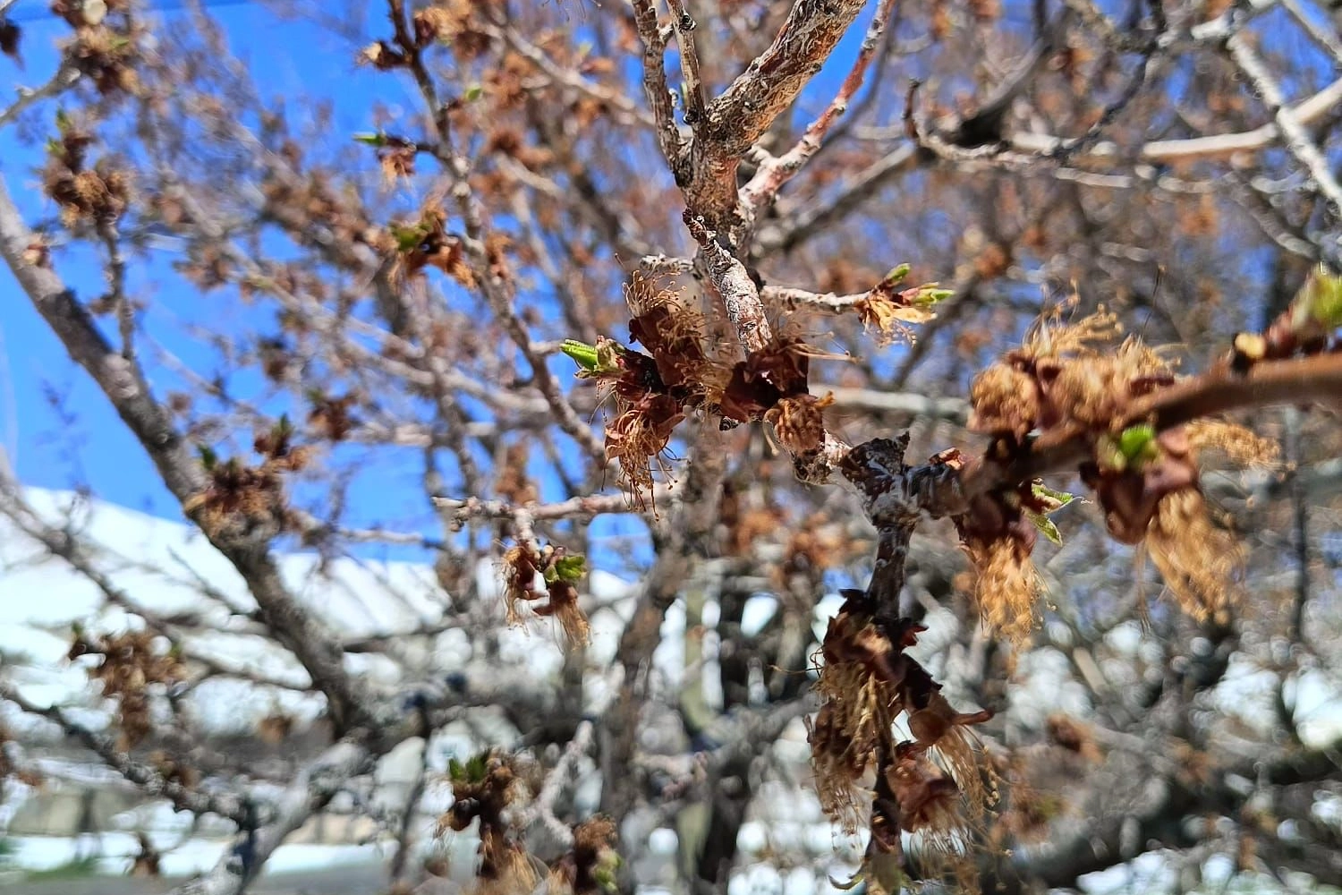 Sivas’ta son günlerde etkili olan kar yağışı ve soğuk hava,