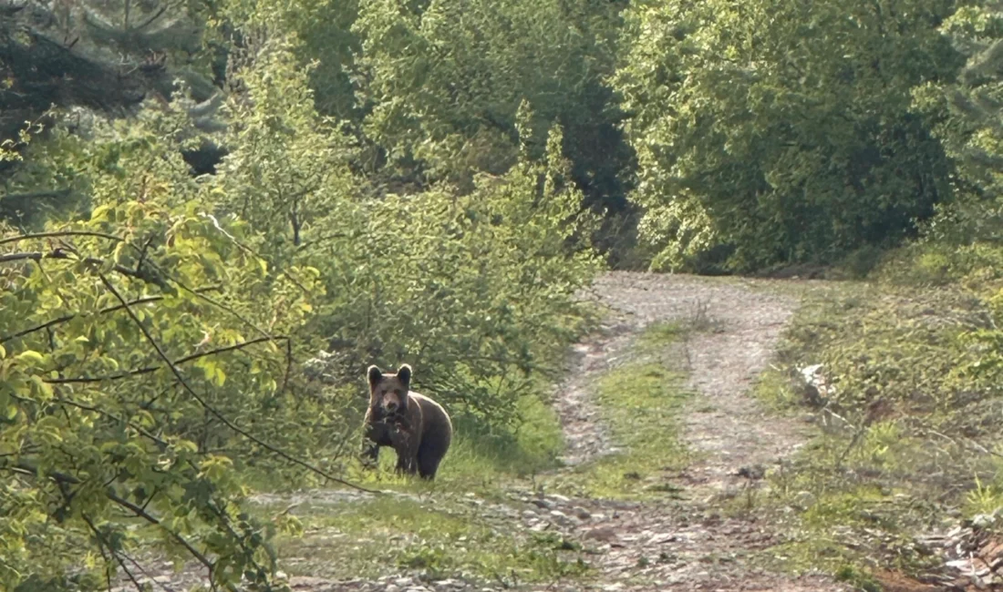 Düzce, Kaynaşlı’da Kurugöl Parkı’nda mangal yaparken ormandan gelen sesle irkilen