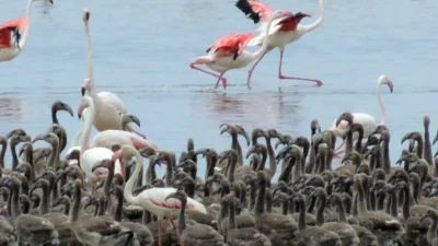 Gazeteci ve fotoğraf sanatçısı Esat Erçetingöz’ün “Flamingo Adası” isimli fotoğraf