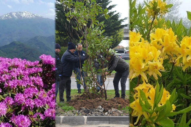 Giresun Belediyesi Park ve Bahçeler Müdürlüğü, şehrin estetik görünümünü daha