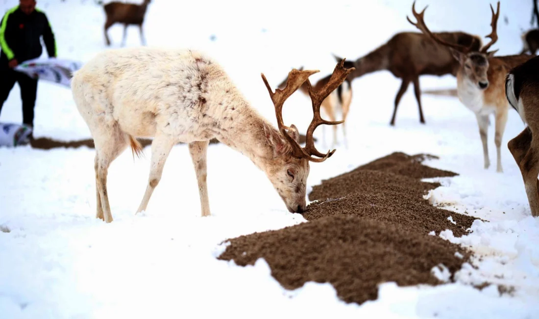 Çorum Belediyesi kar yağışının aniden bastırması nedeniyle kuşları ve yaban