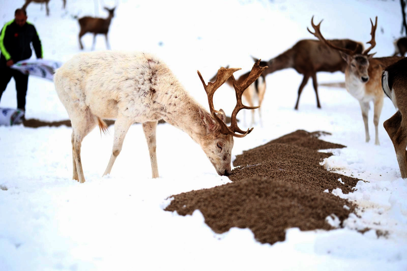 Çorum Belediyesi kar yağışının aniden bastırması nedeniyle kuşları ve yaban