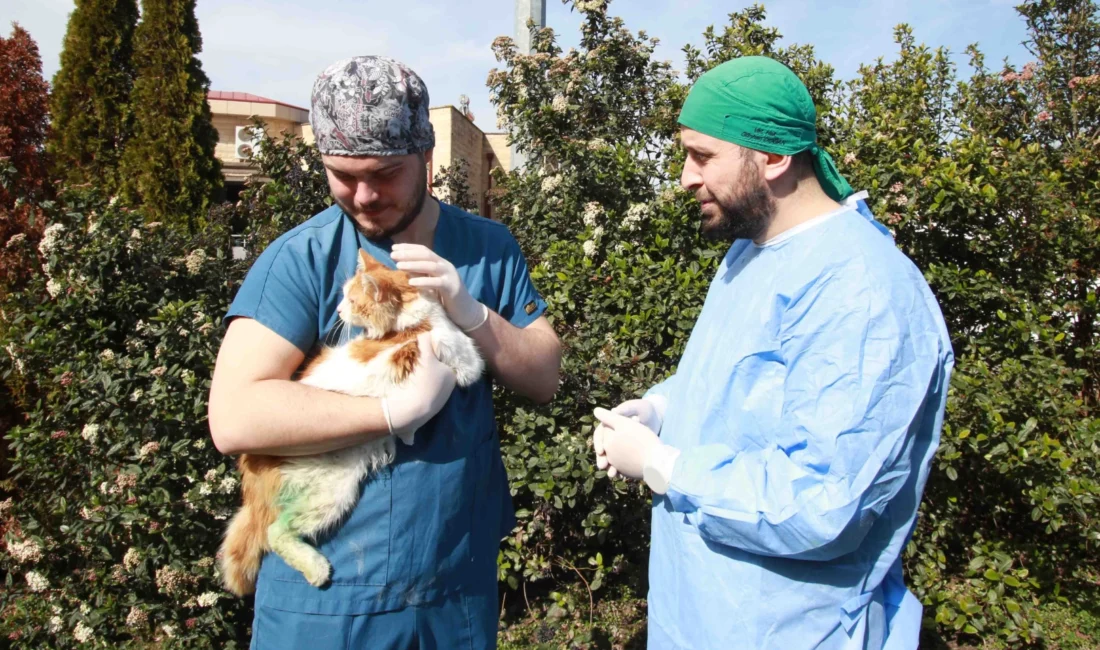 Karamürsel’de sol arka patisi kırık halde bulunan yaralı kedi, Büyükşehir