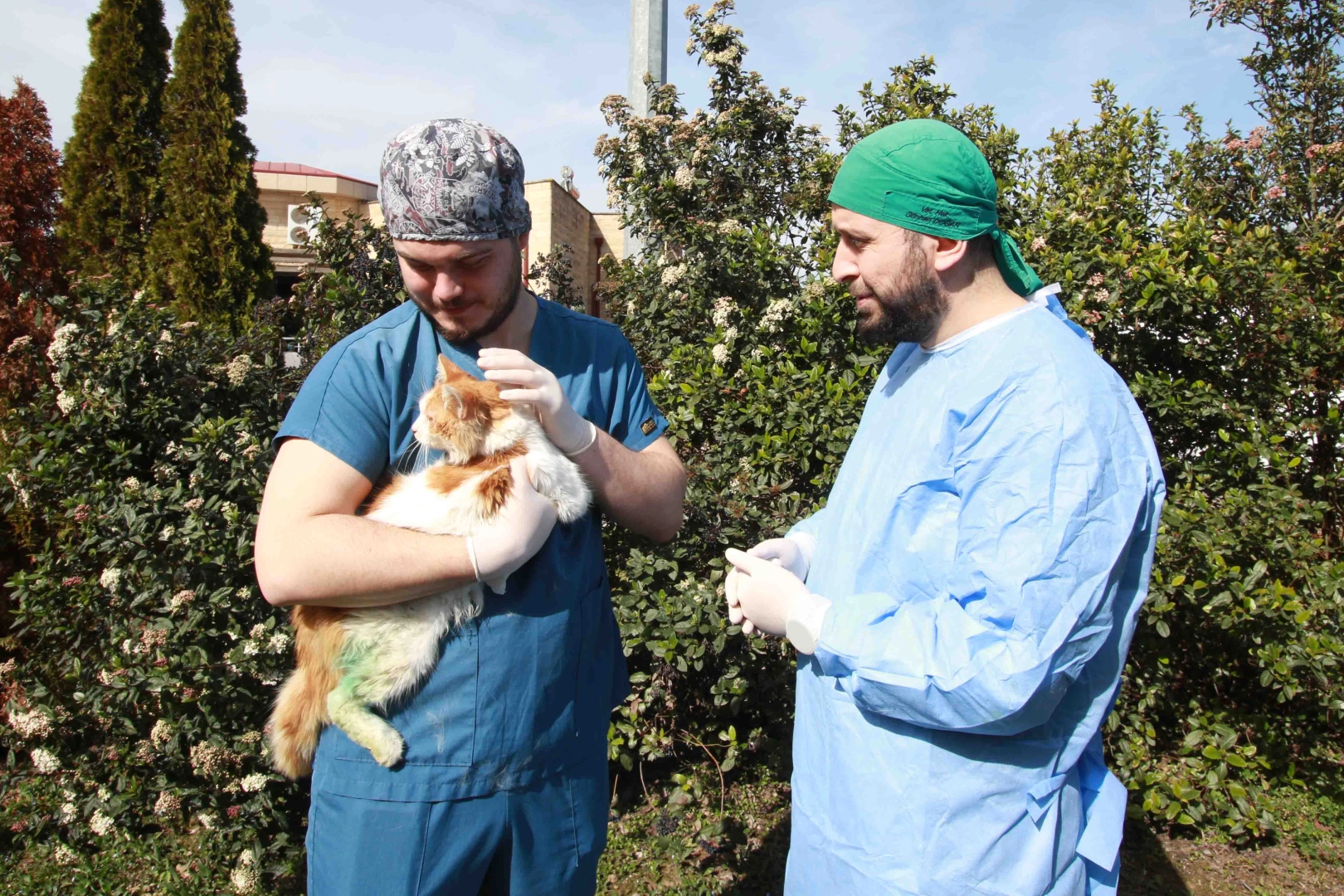 Karamürsel’de sol arka patisi kırık halde bulunan yaralı kedi, Büyükşehir