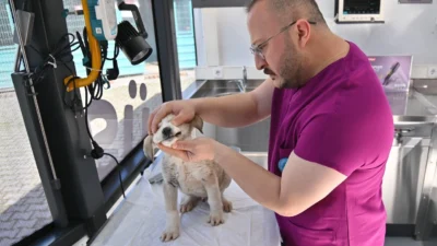 Manisa Büyükşehir Belediyesi’nden, sokak hayvanları önemli bir adım daha. Hayata