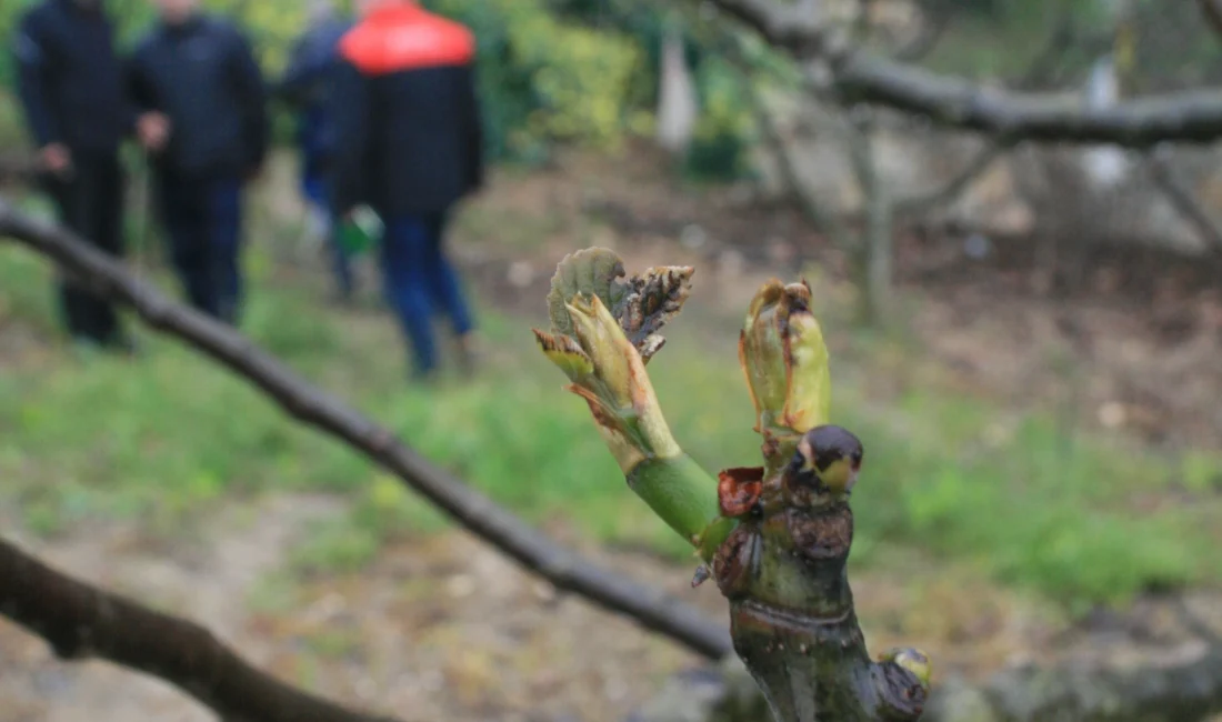 Bursa’nın Mudanya ilçesinde soğuk hava ve sonrasında yaşanan don, meyve