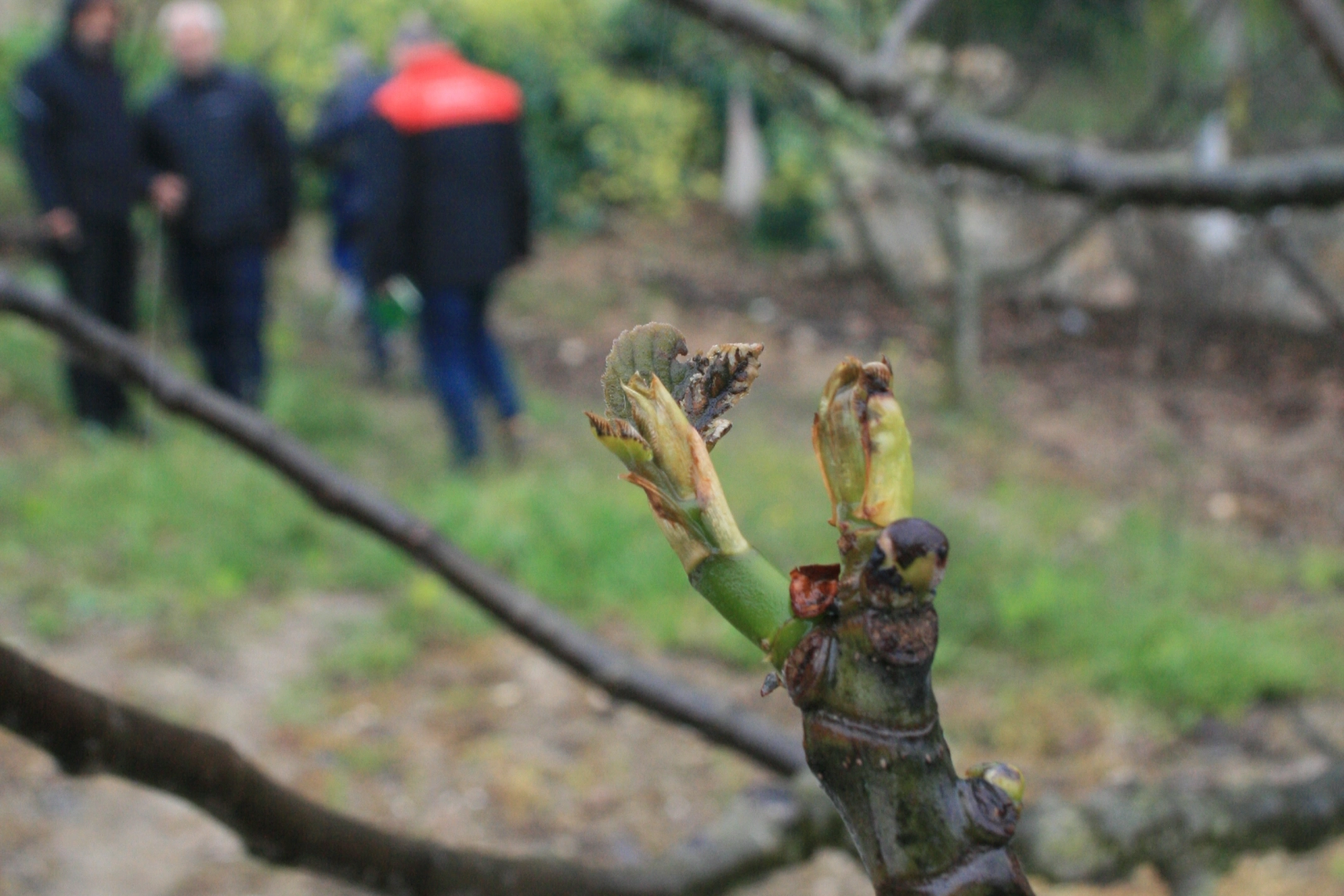 Bursa’nın Mudanya ilçesinde soğuk hava ve sonrasında yaşanan don, meyve