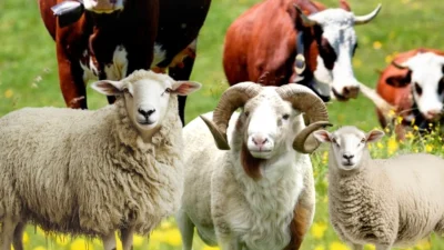 Malatya Büyükşehir Belediyesi Tarımsal Hizmetler Dairesi Başkanlığı Veteriner ve Hayvanat