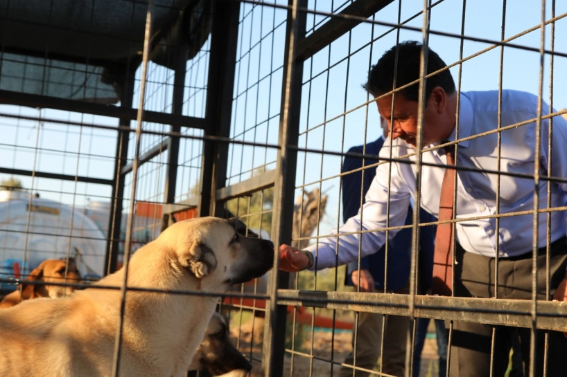Muğla Büyükşehir Belediyesi Geçici Bakımevi, 3 bin 779 sahipsiz hayvanı