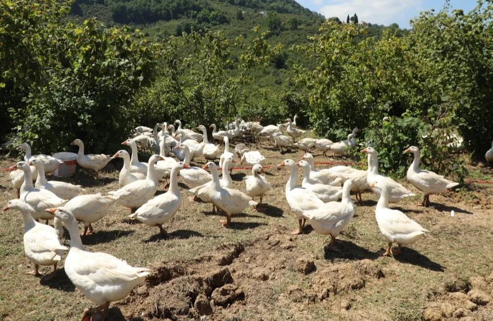 Ordu Büyükşehir Belediyesi’nin tarım ve hayvancılıkta hayata geçirdiği “alım garantisi”