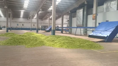 Bilecik’in Pazaryeri ilçesinde “yeşil altın” olarak bilinen ve yalnızca bu