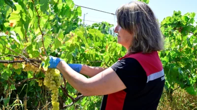 Tarım ve Orman Bakanlığı, hatalı zirai ilaç kullanımını önlemek için