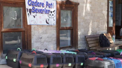 İzmir Büyükşehir Belediyesi, sokakta yaşayan kedilerin kısırlaştırılması çalışmalarını aralıksız sürdürüyor.