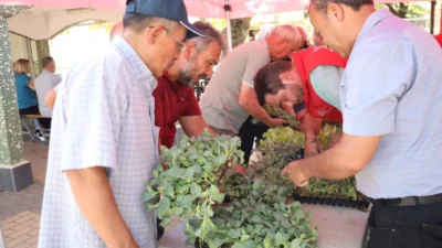 Kocaeli İzmit’te vatandaşlara fide desteği sağlayan İzmit Belediyesi, şimdi de