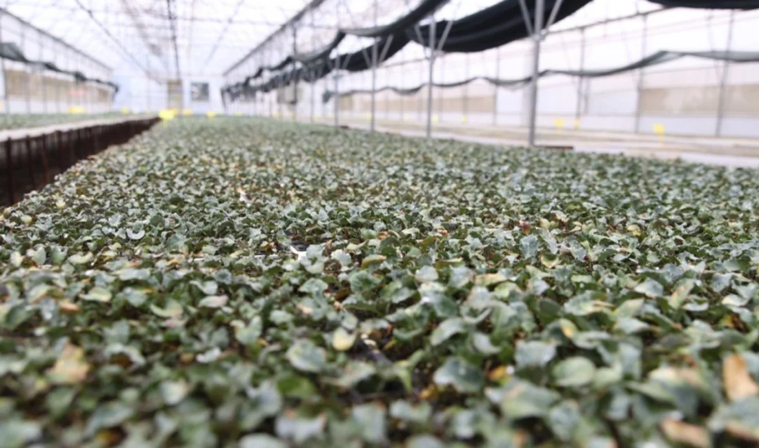 Ordu Büyükşehir Belediyesi, bu yıl ilk kez brokoli, karnabahar, beyaz