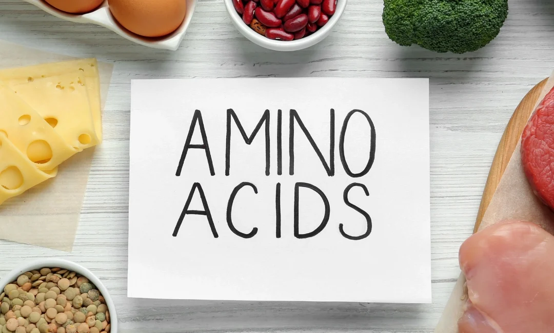 Amino asit desteğinin zamanlaması, emilim hızı, öğün içeriği ve gün