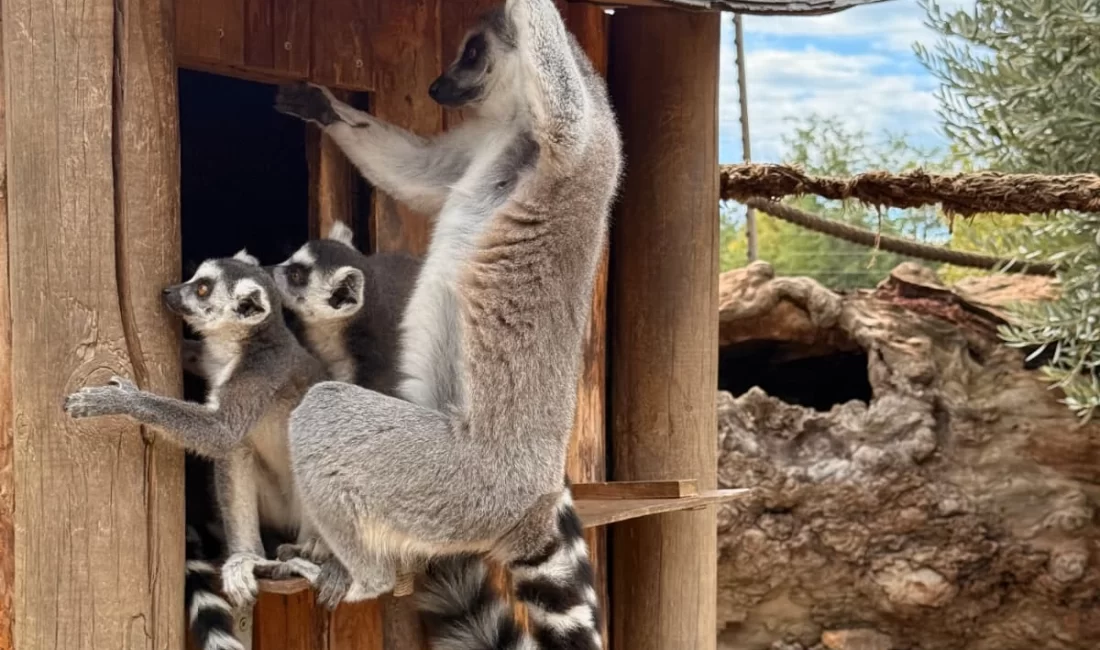 İzmir Büyükşehir Belediyesi Akdeniz Akademisi tarafından bu yıl “Dirlik” temasıyla