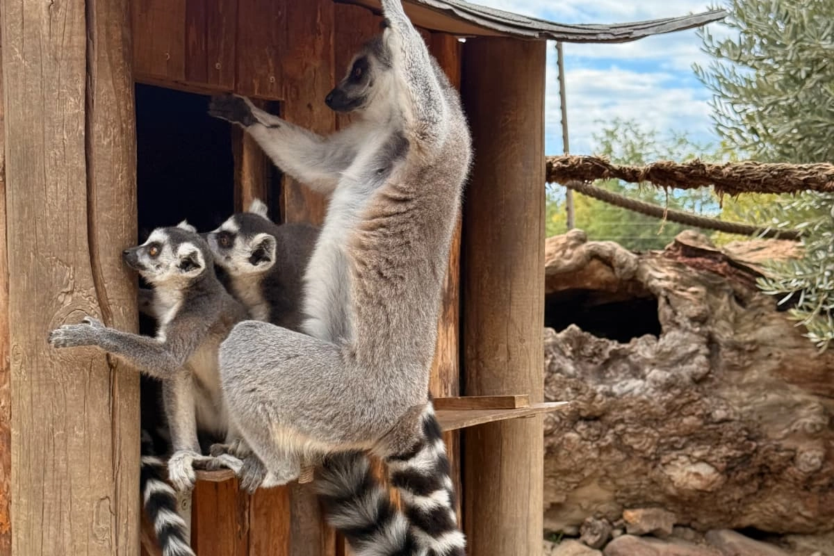 İzmir Büyükşehir Belediyesi Akdeniz Akademisi tarafından bu yıl “Dirlik” temasıyla