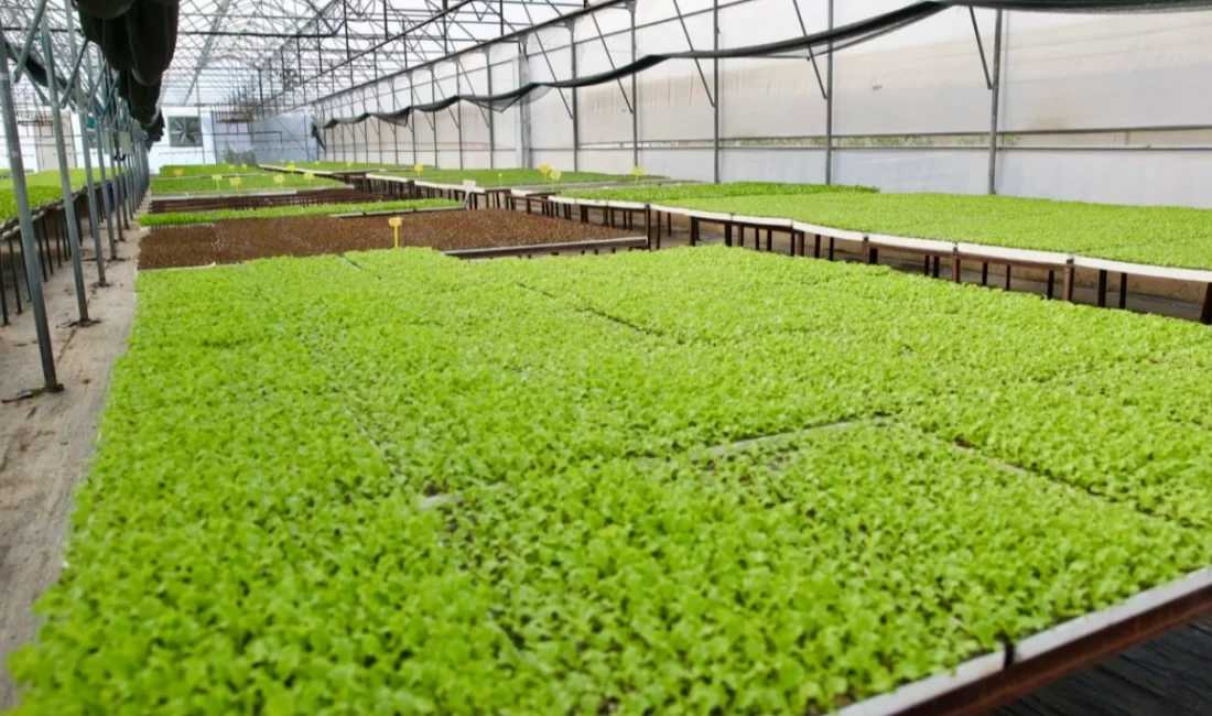 Ordu Büyükşehir Belediye Başkanı Dr. Mehmet Hilmi Güler, tohumdan fide