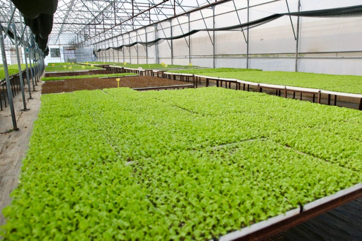 Ordu Büyükşehir Belediye Başkanı Dr. Mehmet Hilmi Güler, tohumdan fide