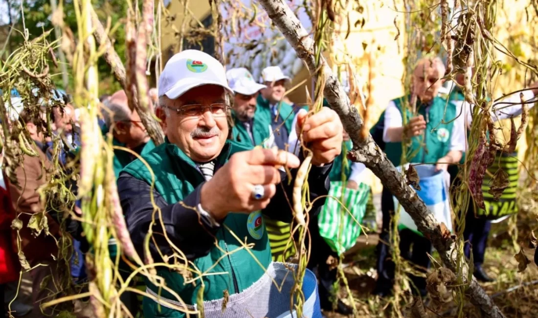 Ordu’nun yöresel tarım ürünlerinden biri olan Akkuş şeker fasulyesi, Ordu