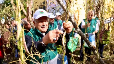 Ordu’nun yöresel tarım ürünlerinden biri olan Akkuş şeker fasulyesi, Ordu