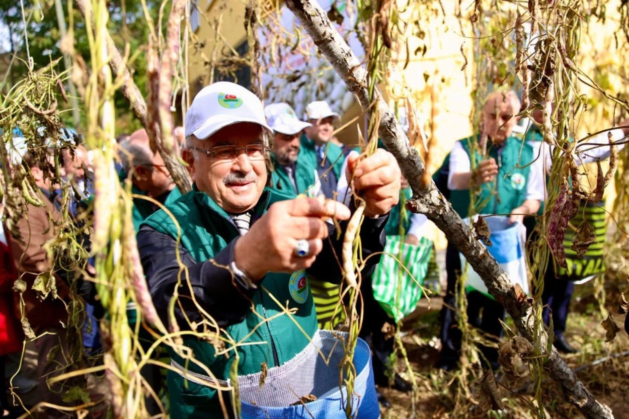 Ordu’nun yöresel tarım ürünlerinden biri olan Akkuş şeker fasulyesi, Ordu