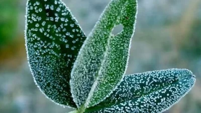 Tarım ve Orman Bakanı İbrahim Yumaklı, tarım sigortası bulunmayan ve