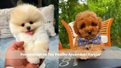 Pomeranian ve Toy Poodle Arasındaki Farklar: Hangisi Daha Uygun? Küçük