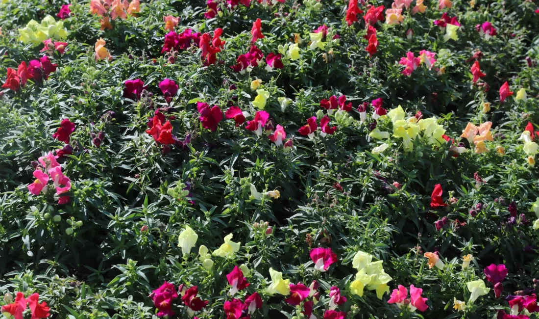 Antalya Büyükşehir Belediyesi, kış aylarında da kent estetiğini korumak için