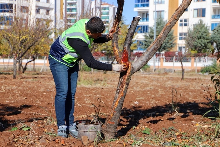Diyarbakır Büyükşehir Belediyesi, hastalıklı ağaçların sağlıklı şekilde yaşamlarını sürdürmelerini sağlamak
