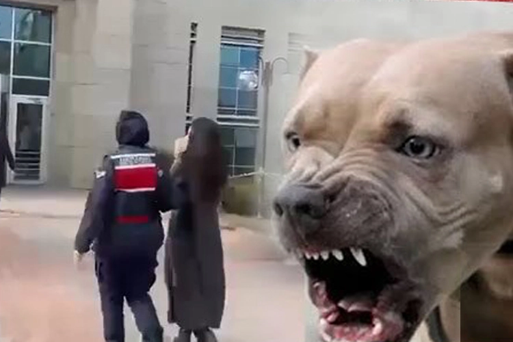 Ankara’nın Etimesgut ilçesinde iki küçük çocuğa saldıran pitbull cinsi köpeğin