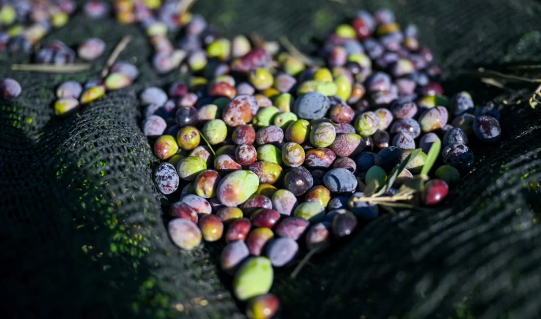 İzmir Bornova Belediyesi, ilçedeki 1500 zeytin ağacında hasada başladı ve