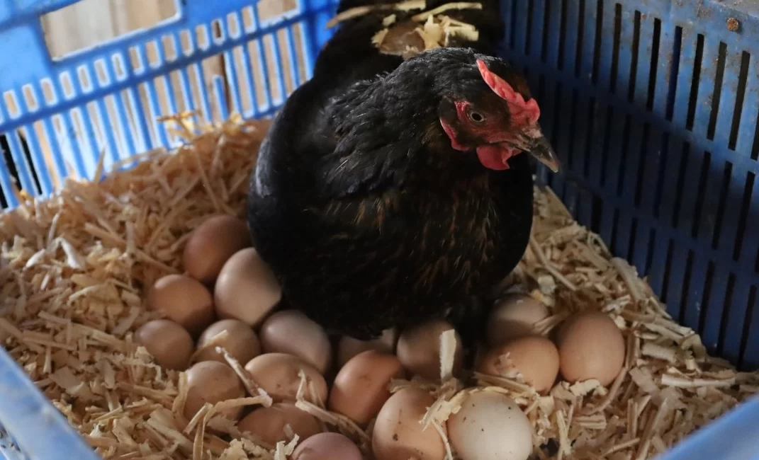 Kocaeli Büyükşehir Belediyesi’nin yüzde 50 hibeli “Doğal Salma Yumurta Tavukçuluğu