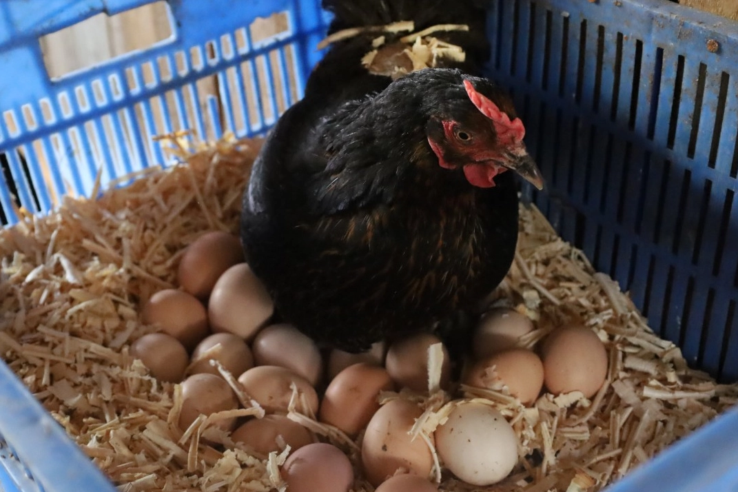 Kocaeli Büyükşehir Belediyesi’nin yüzde 50 hibeli “Doğal Salma Yumurta Tavukçuluğu